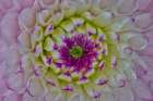 USA, Washington State, Sammamish. Close-up of flowering dahlia Art Print